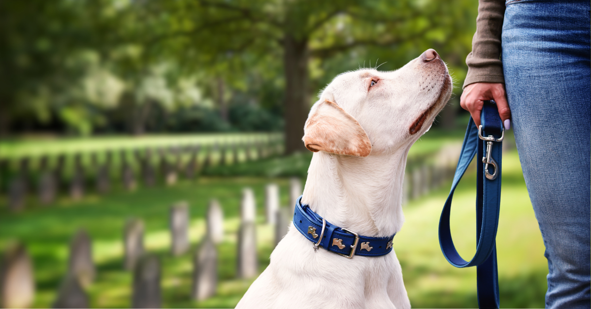 From litter to unleashed pets, find out why Vancouver residents are voicing their concerns about dog behavior in cemeteries.